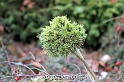 wbgarden dwarf conifers 40